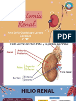 Anatomía Renal