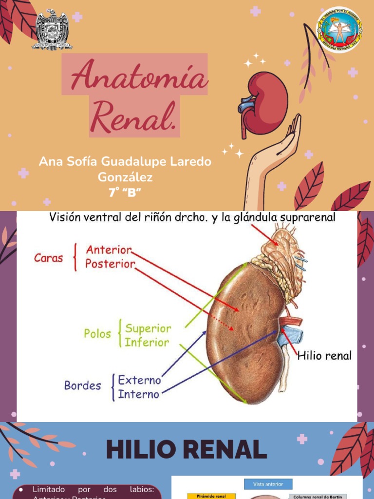 Anatomía del Riñón: Estructura y Función | PDF | Riñón | Sistema ...