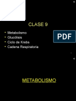 Metabolismo celular: Glucólisis, ciclo de Krebs y cadena respiratoria