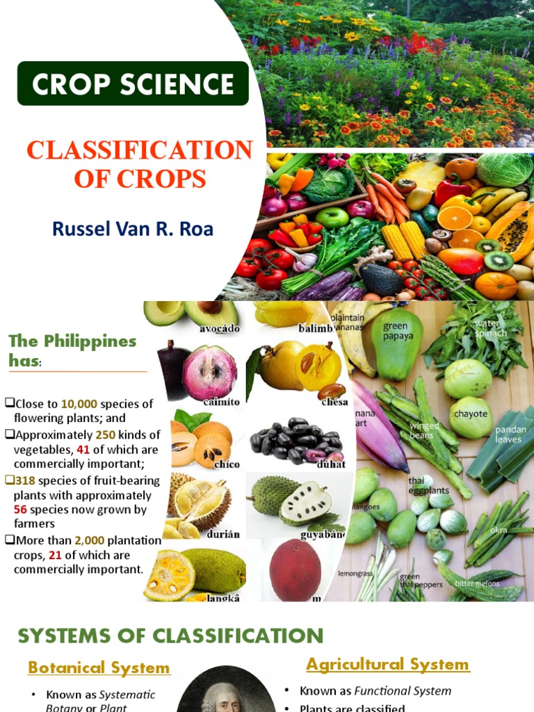 Classification of Crops | PDF | Floristry | Vegetables