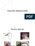 Poultry Brooding and Nutrition