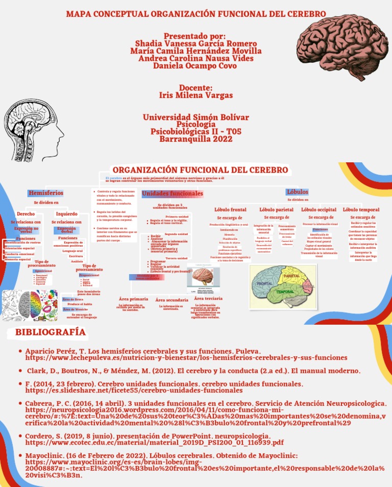 Mapa Conceptual de Organización Funcional Del Cerebro | Descargar