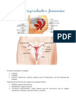 Anatomia Por Imagenes Aparato Femenino