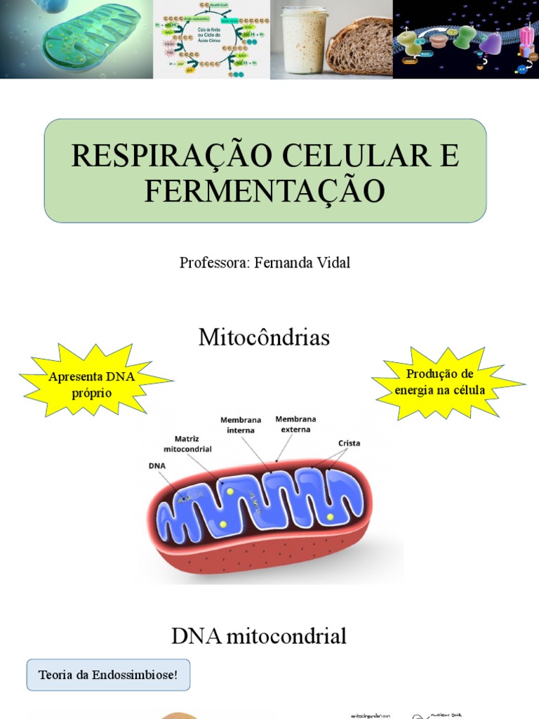 Respiração Celular e Fermentação | PDF | Fermentação | Respiração celular
