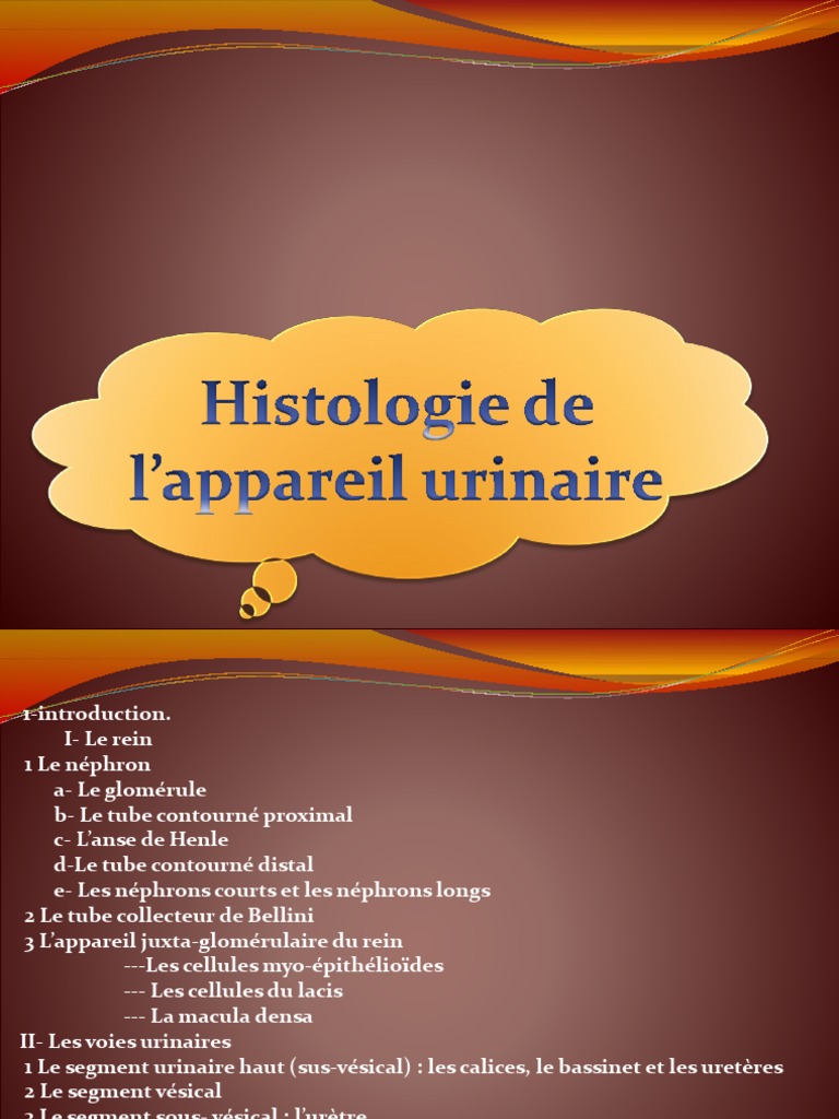 Histologie du rein et néphrons | PDF | Rein | Appareil urinaire