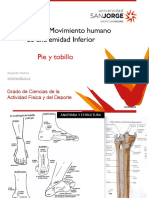 FVdi4P-2.2.1 Â Pie y Tobillo (Anatomia, Estructura, Funciã N Mecã¡nica e Implicaciã N en El Movimiento)