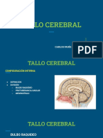 Tallo Cerebral Configuracion Interna
