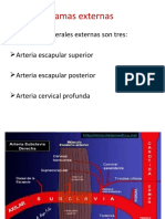 Arteria Subclavia