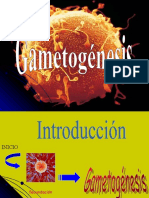 Diapositivas Gametogenesis