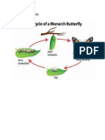 Life Cycle of A Butterfly