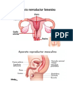 Aparato Reproductor Femenino