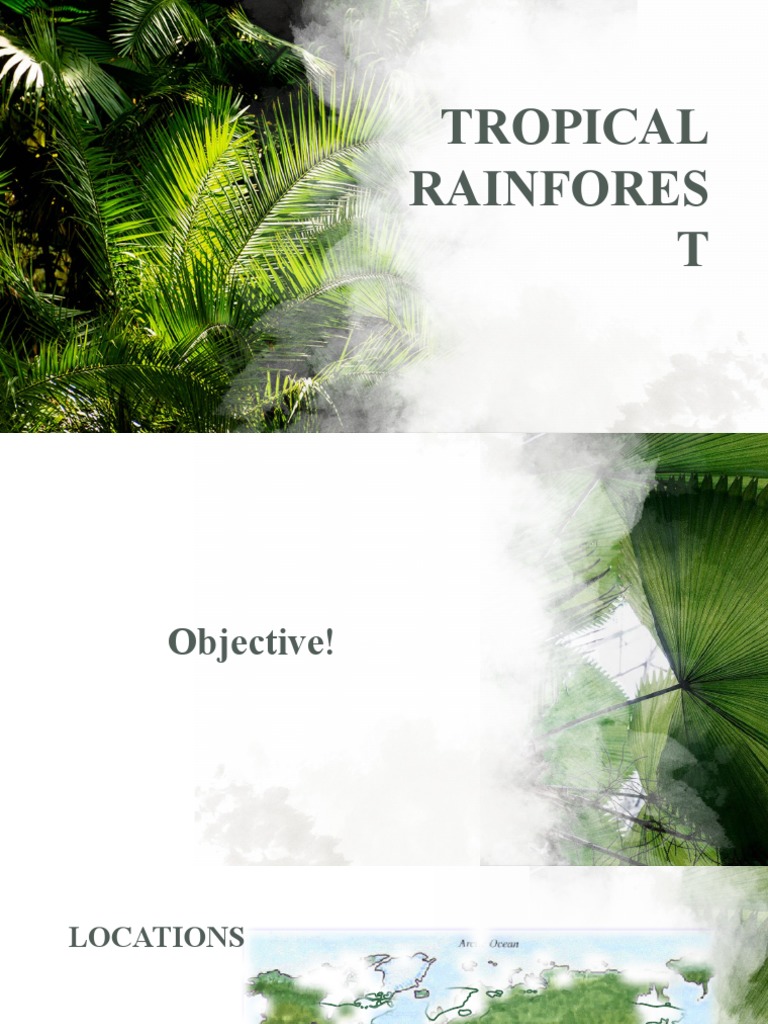 Tropical Rainforest Final | PDF