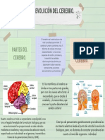 La Evolución Del Cerebro.