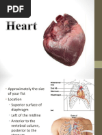 Heart Anatomy | PDF