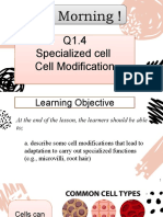 Q1.4 Specialized Cells and Tissues