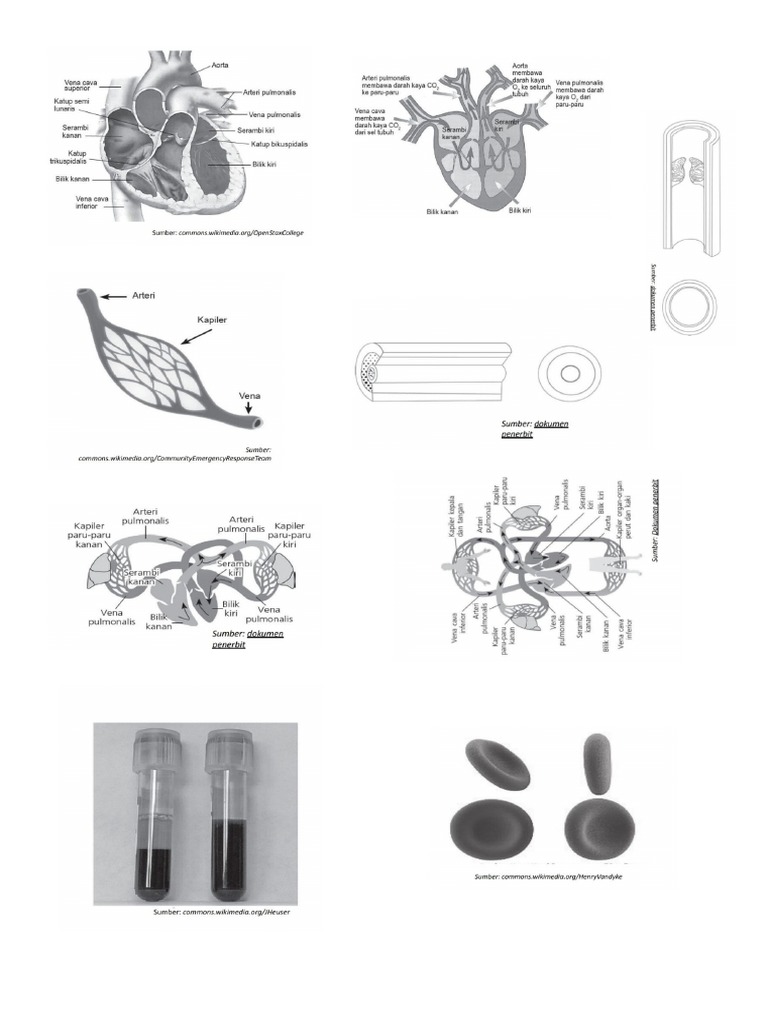 Gambar Ipa | PDF