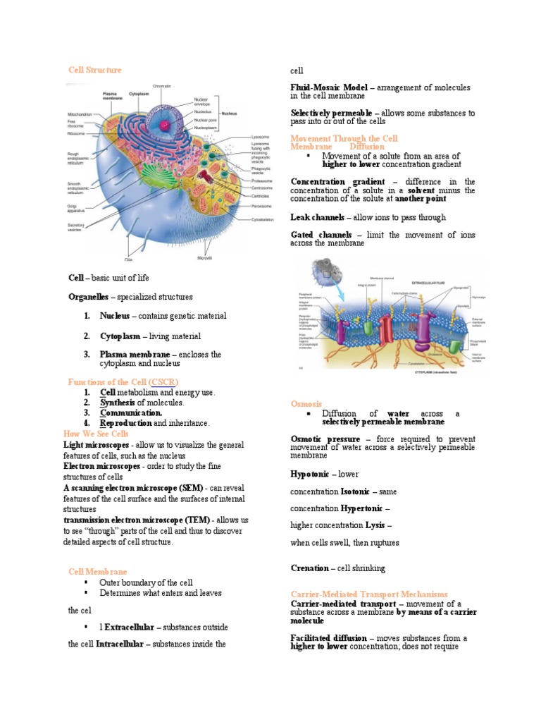 Cell Structure | PDF | Cell (Biology) | Cell Membrane
