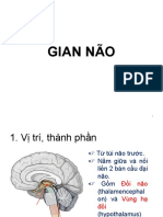 Giải phẫu gian não