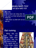 Giải phẫu màng não tủy