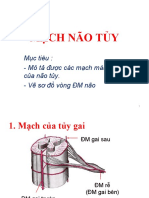 Giải phẫu mạch não tủy