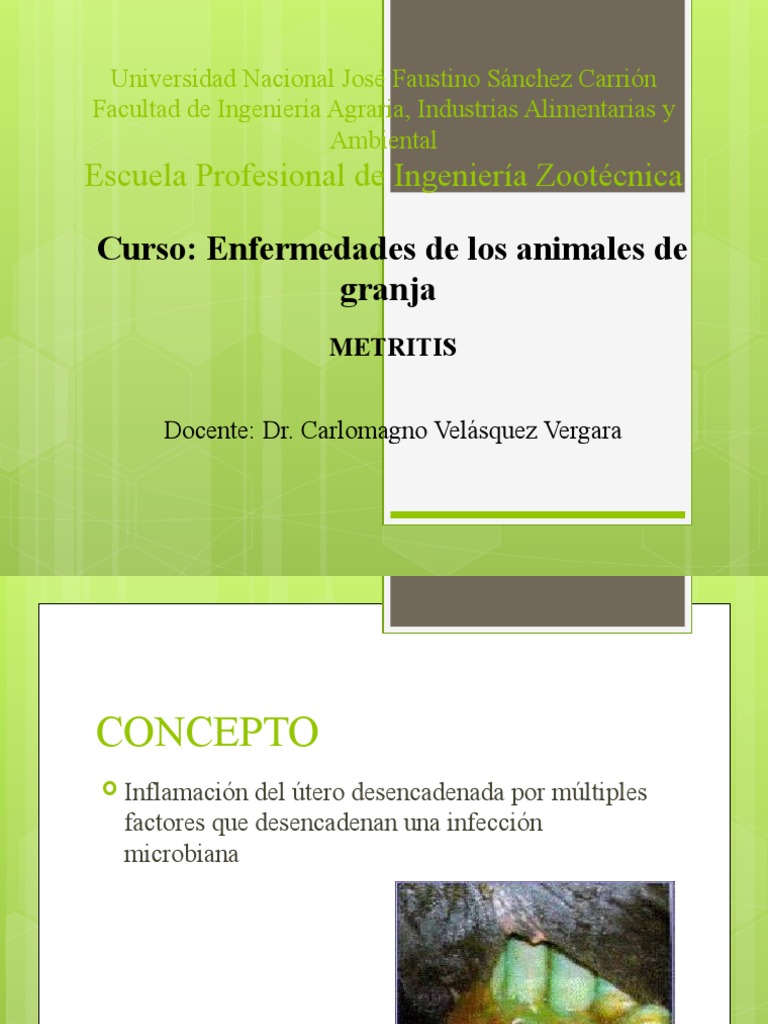 Metritis en Animales de Granja | PDF | Salud pública | Medicina