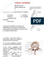 7 - Biomeccanica Sistema Muscolo Scheletrico - 2