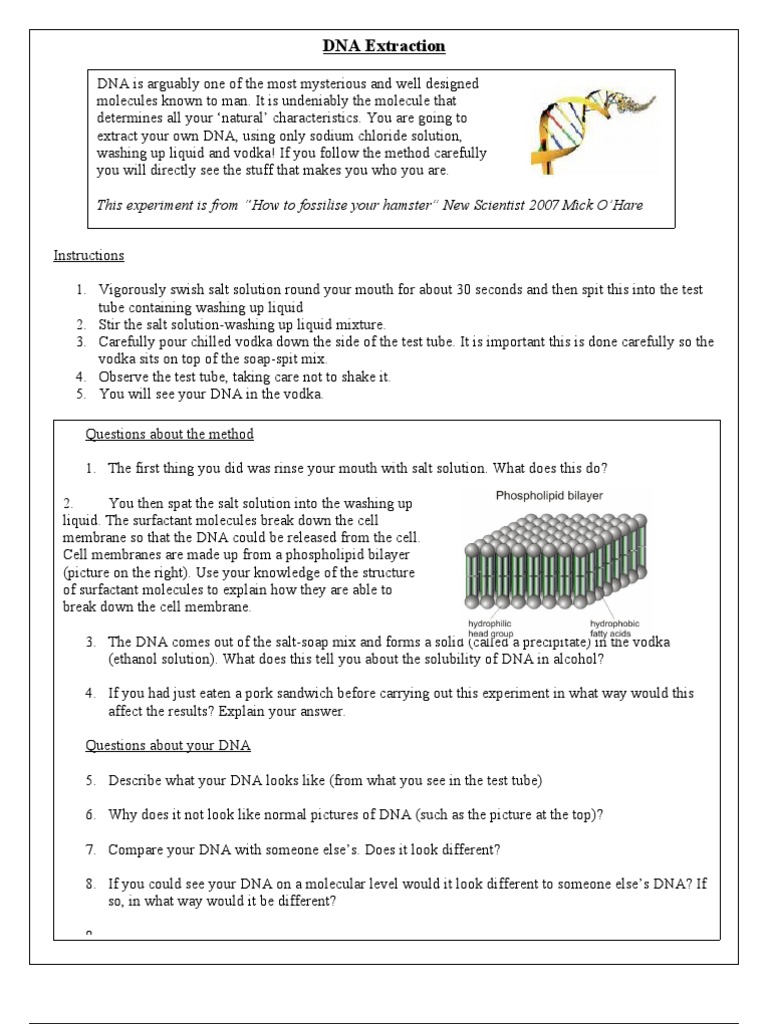 DIY DNA Extraction Experiment Guide | PDF | Dna | Cell (Biology)