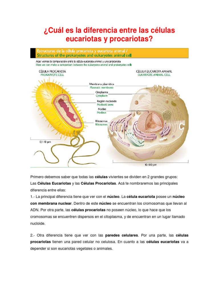 Diferencias entre células eucariotas y procariotas | PDF | Ciencia y ...