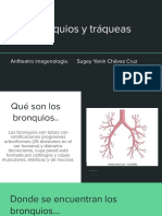 Bronquios y Tráqueas