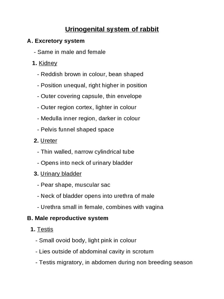 urinogenital-system-of-rabbit-a-excretory-system-same-in-male-and