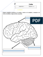 Ciencia - El Cerebro