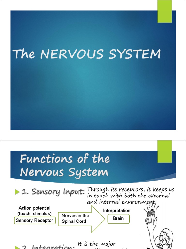 Anatomy and Functions of the Nervous System | PDF | Central Nervous ...