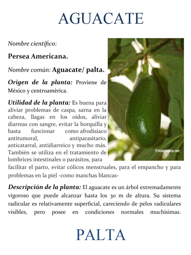 Plantas Medicinales PDF Aguacate Plantas
