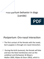 Post-Partum Behavior in Dogs (Canide)