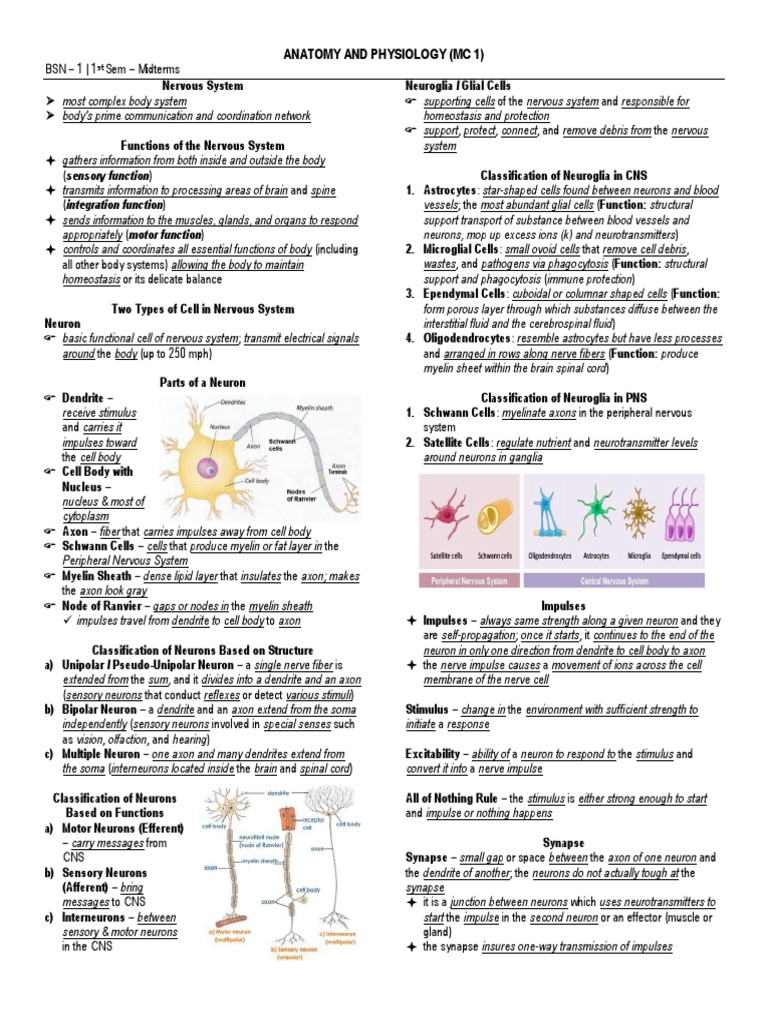 Nervous System Anatomy and Functions | PDF | Neuron | Central Nervous ...