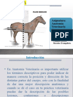 Planimetría veterinaria: términos anatómicos