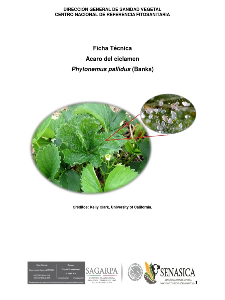 Acaro del Ciclamen en Fresas: Guía Técnica | PDF | Plaga (organismo ...