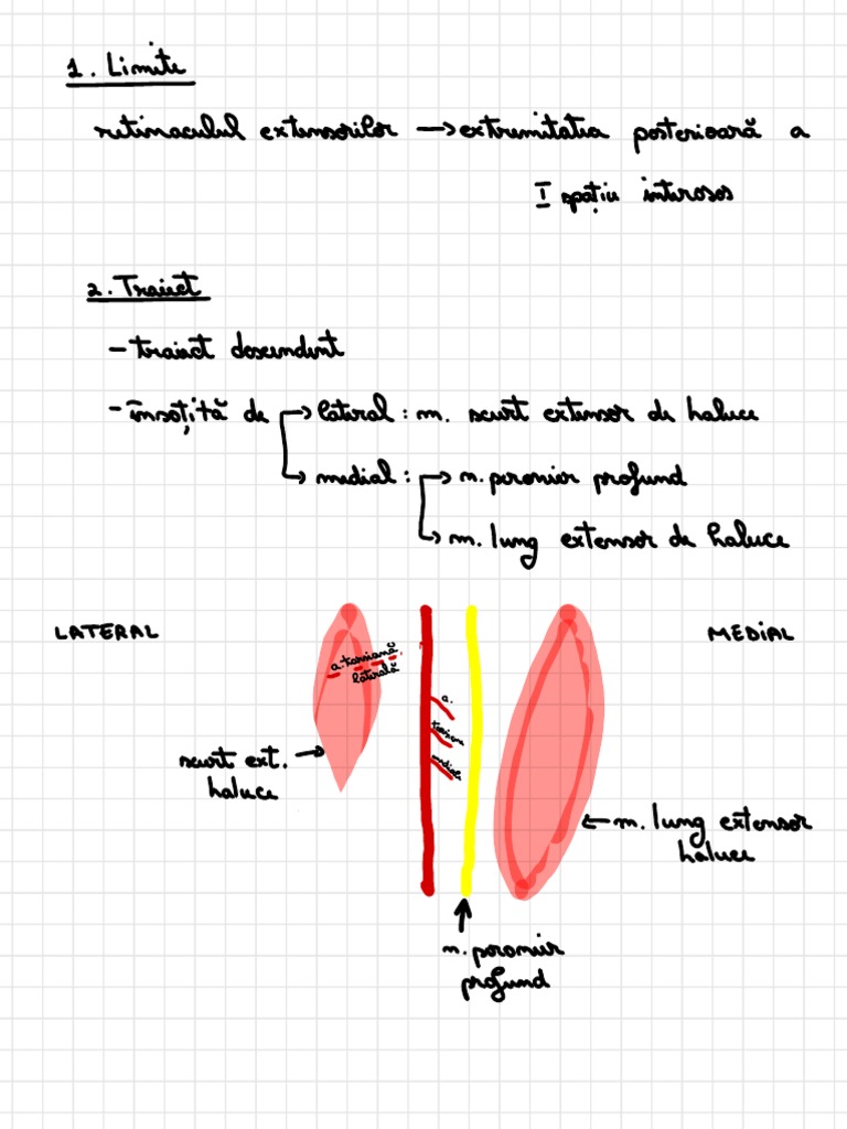 Vascularization of the Pedioasa Artery | PDF