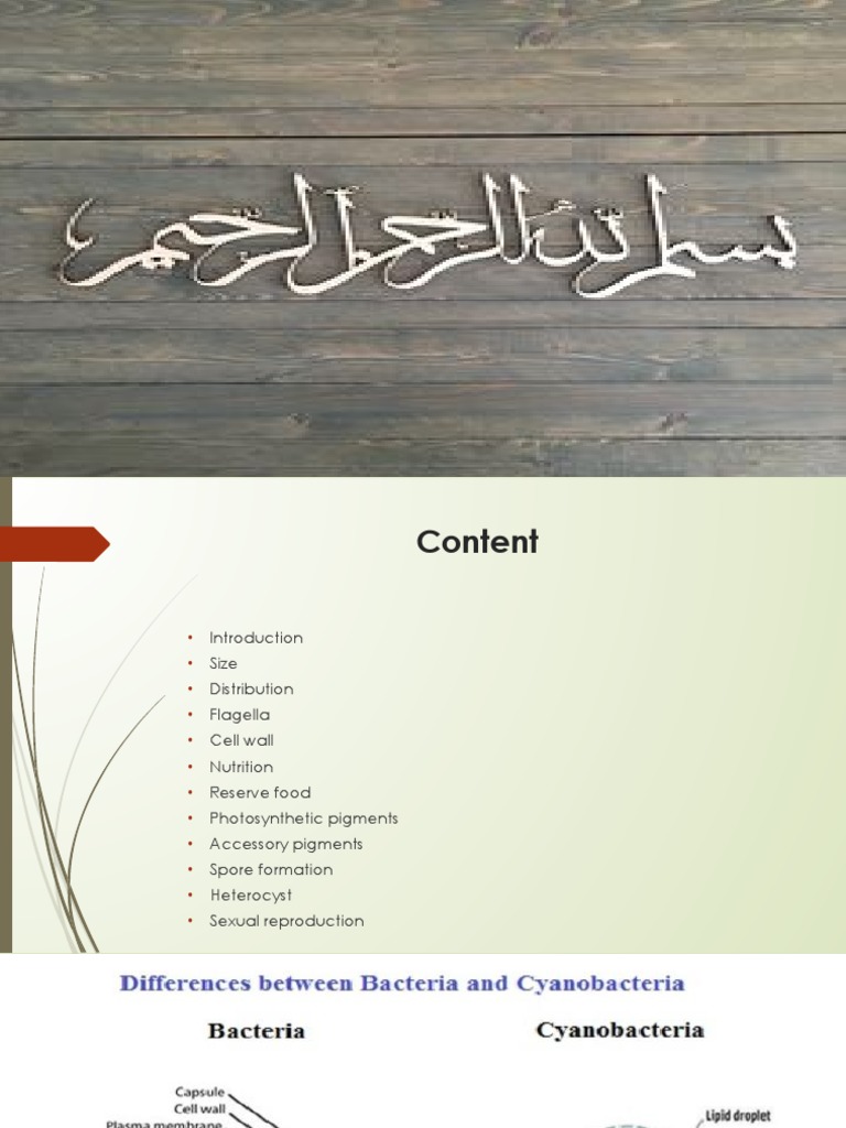 Key Differences Between Bacteria and Cyanobacteria PDF Photosynthesis Cyanobacteria