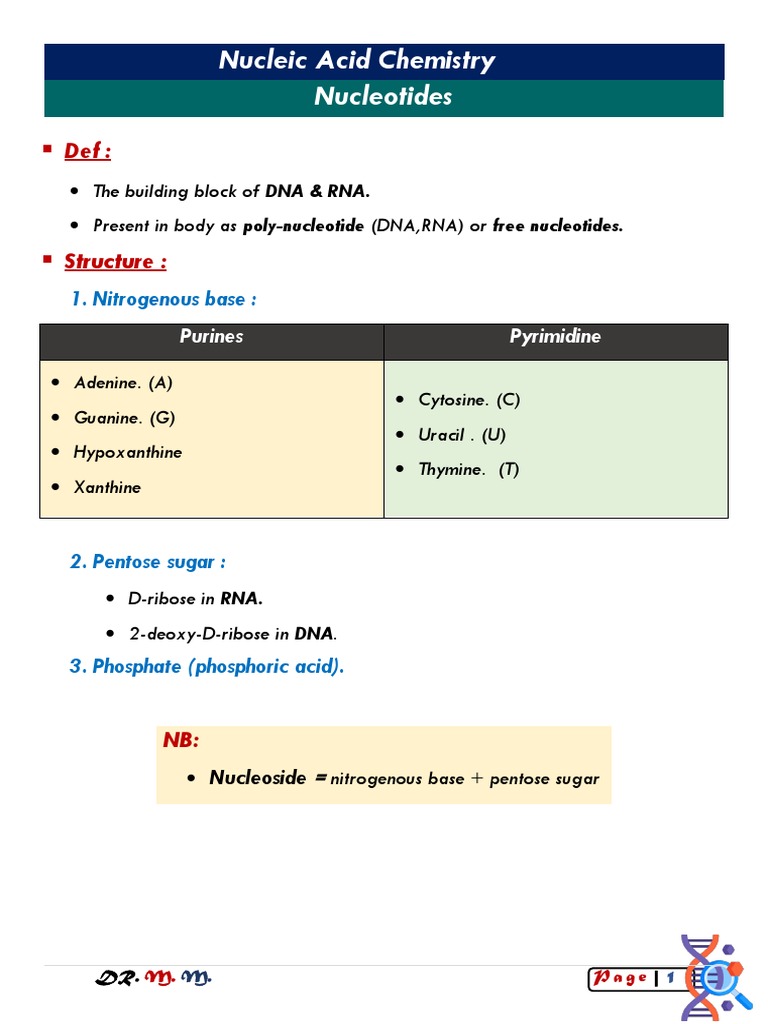 Nucleic Acid Building Blocks PDF Rna Nucleotides