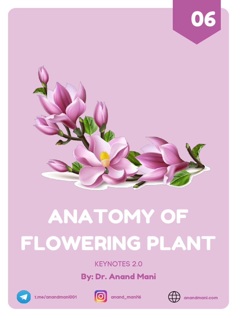 Anatomy of Flowering Plants Notes | PDF