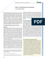 The Melanocyte Lineage in Development and Disease