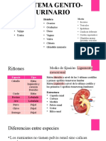 Sistema Genito-Urinario