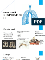 Sistema Respiratorio Notas