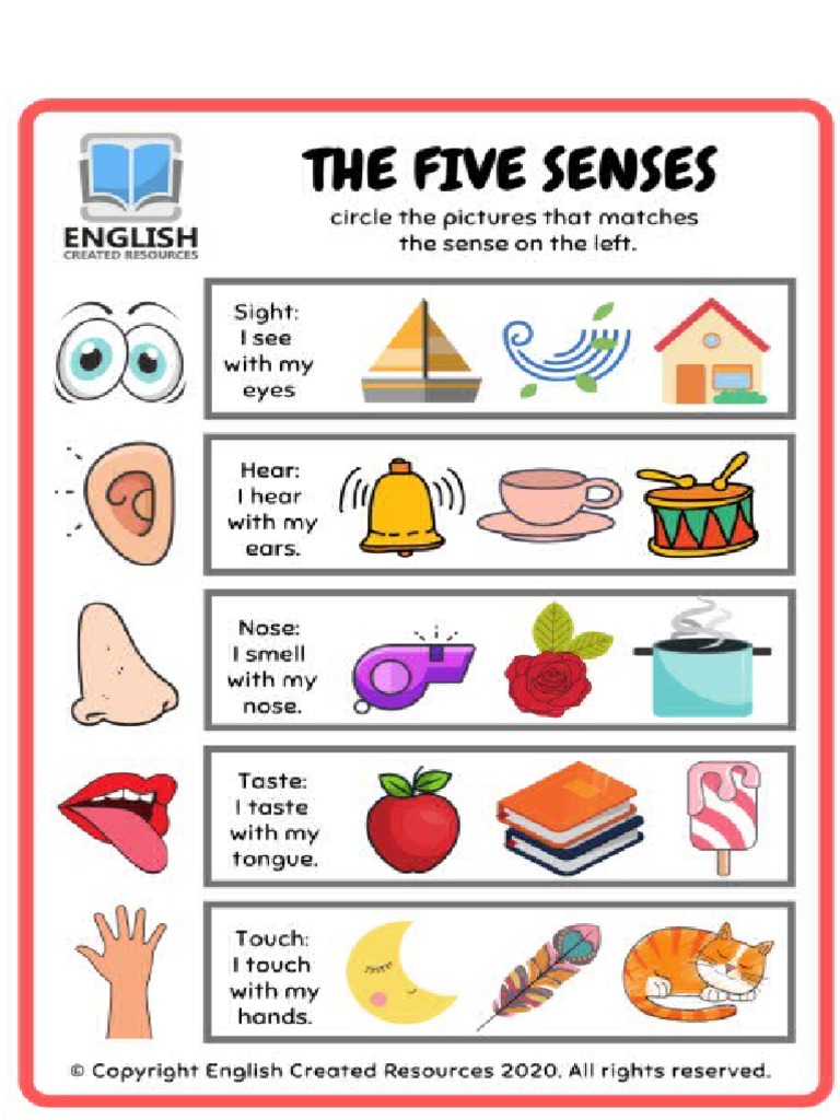 2do Five Senses Pdf