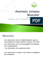 Anatomia Muscular