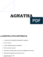 Agnatha