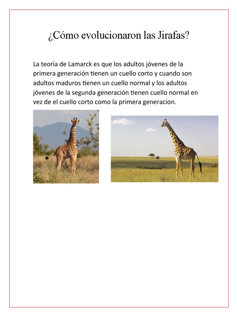Cómo Evolucionaron Las Jirafas Pdf