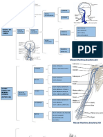 Sistema Venoso, Cabeza, Miembro Superior e Inferior Completo