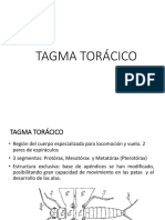 Clase 4. TAGMA TORÁCICO